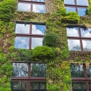 Bepflanzte Fassaden sorgen für Gebäudebegrünung im Quartier Bepflanzte Fassaden sorgen für Gebäudebegrünung im Quartier