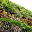 Grüne Fassaden sorgen für Kühlung Grüne Fassaden sorgen für Kühlung