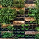 Grüne Fassaden sorgen für besseres Klima Grüne Fassaden sorgen für besseres Klima